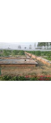 生态养蝎视频,揭秘绿色养殖新趋势