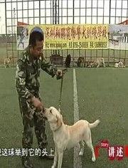 警犬训练视频,从基础到实战的蜕变之旅