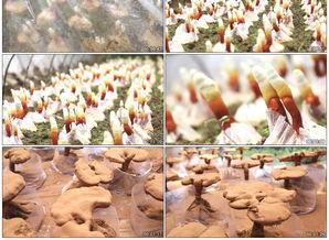 采摘灵芝视频,揭秘灵芝采摘瞬间