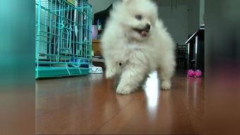 小狗狗跳舞视频,小狗狗欢快跳舞瞬间集锦