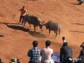 斗牛比赛当场死亡视频,生命消逝的残酷瞬间